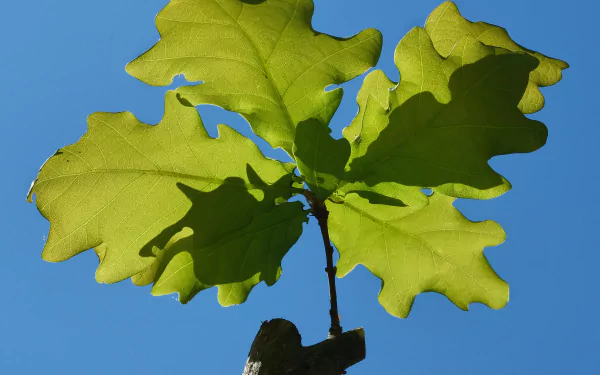 macro branch oak nature leaf HD Desktop Wallpaper | Background Image