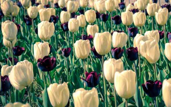 nature tulip HD Desktop Wallpaper | Background Image