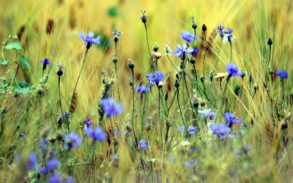 nature cornflower HD Desktop Wallpaper | Background Image