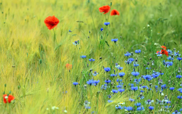 A vibrant 4K Ultra HD desktop wallpaper featuring a nature field with golden wheat, bright red poppies, and blue cornflowers in full bloom.
