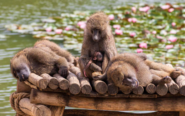 monkey Animal Olive Baboon HD Desktop Wallpaper | Background Image