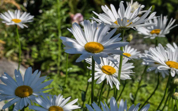 nature chamomile HD Desktop Wallpaper | Background Image