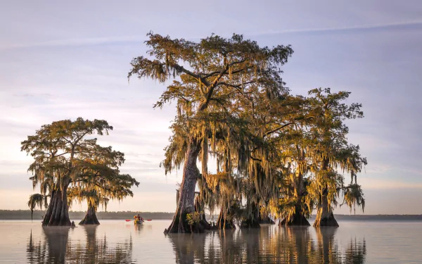  United States, Caddo lake, Louisiana