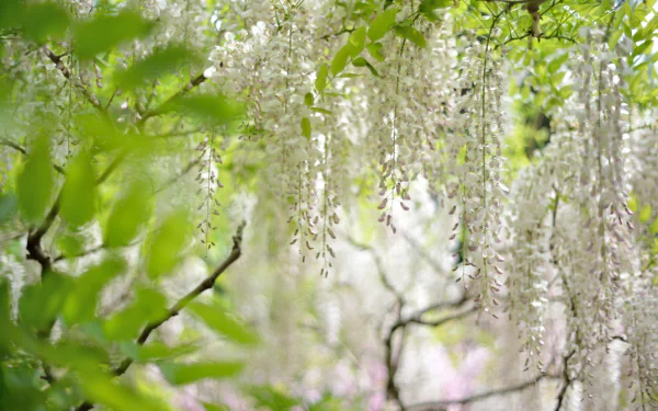 nature wisteria HD Desktop Wallpaper | Background Image