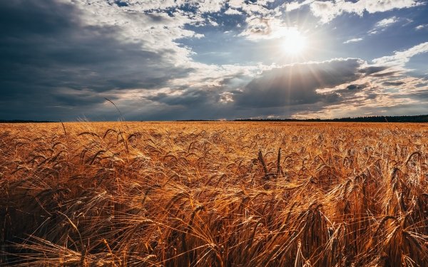 Nature Wheat Field Summer Sunbeam Cloud Sun HD Wallpaper | Background Image