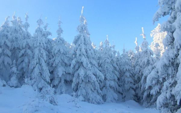 5K Ultra HD PC desktop wallpaper: snow-covered spruce forest in winter, tall conifers blanketed in powder beneath a crisp blue sky