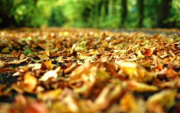 Earth Close Up Leaf Nature Fall HD Wallpaper | Background Image