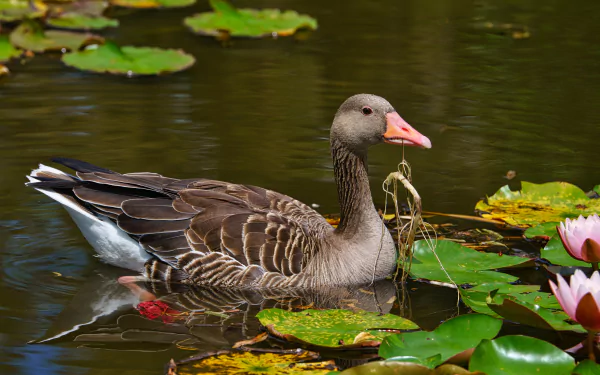 bird Animal goose HD Desktop Wallpaper | Background Image