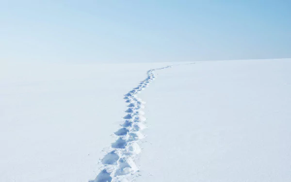 tracks snow nature winter HD Desktop Wallpaper | Background Image