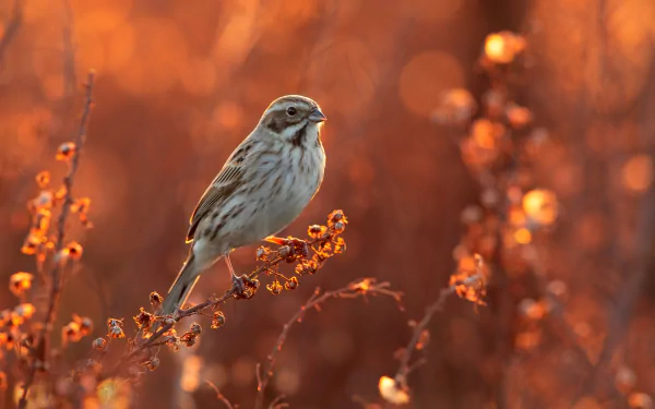 bird Animal bunting HD Desktop Wallpaper | Background Image
