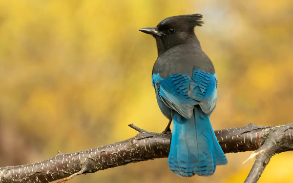 Steller's jay perched on a branch, vibrant blue-and-black plumage against golden bokeh — 2K Quad HD PC desktop wallpaper background of a jay bird (animal).