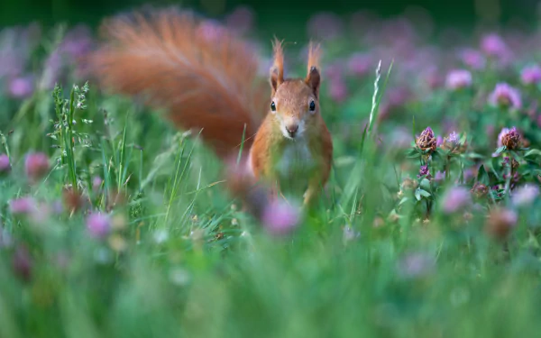 rodent Animal squirrel HD Desktop Wallpaper | Background Image