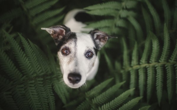 Animal Dog Dogs Stare Fern HD Wallpaper | Background Image