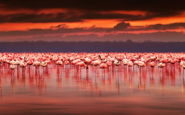 Animal Flamingo Birds Flamingos Bird Sunset HD Wallpaper | Background Image