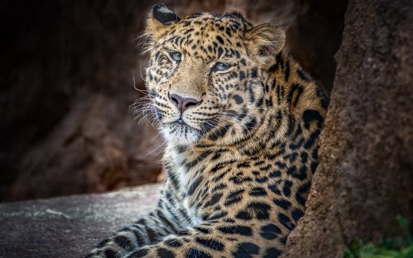 Animal Leopard Cats Big Cat Wildlife predator HD Wallpaper | Background Image