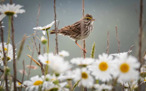 white flower chamomile bird flower Animal Nightingale HD Desktop Wallpaper | Background Image