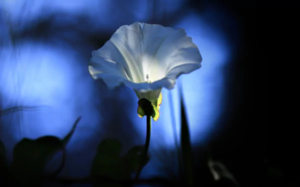 Close-up of a white bindweed blossom glowing against deep blue bokeh, nature scene rendered as a 4K Ultra HD PC desktop wallpaper and background.