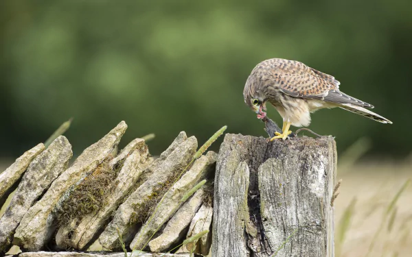 Animal kestrel HD Desktop Wallpaper | Background Image