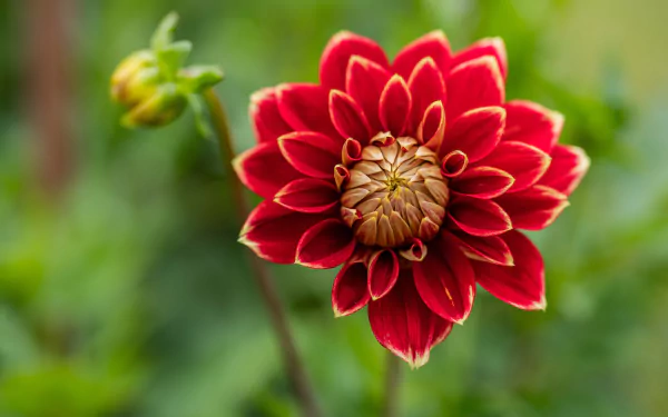 nature dahlia HD Desktop Wallpaper | Background Image