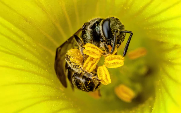 Animal bee HD Desktop Wallpaper | Background Image