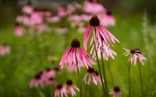 rudbeckia nature echinacea HD Desktop Wallpaper | Background Image