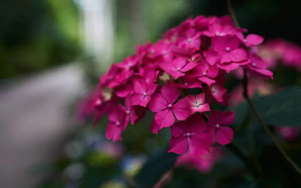 nature phlox HD Desktop Wallpaper | Background Image
