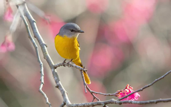 Animal Minivet HD Desktop Wallpaper | Background Image