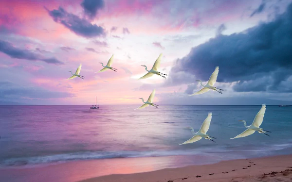 sea sunset beach flying bird Animal egret HD Desktop Wallpaper | Background Image