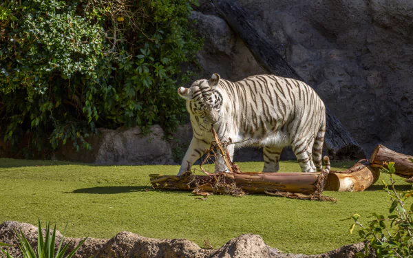 zoo Animal white tiger HD Desktop Wallpaper | Background Image