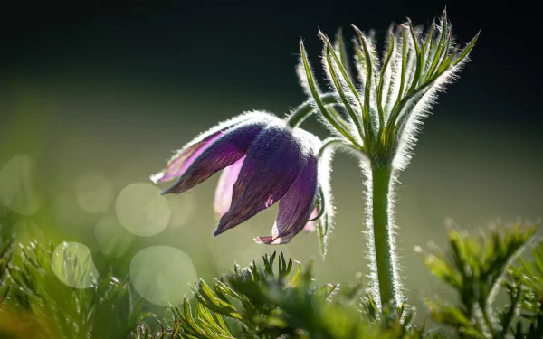 Macro spring anemone bowed in dew-lit grass with soft backlight and bokeh — 4K Ultra HD PC desktop wallpaper and nature background.