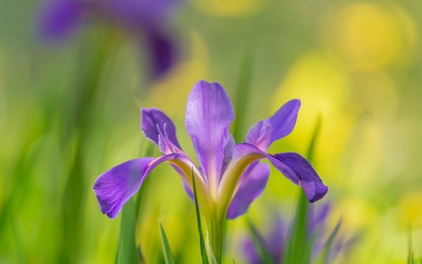 Nature Iris Flowers Flower HD Wallpaper | Background Image
