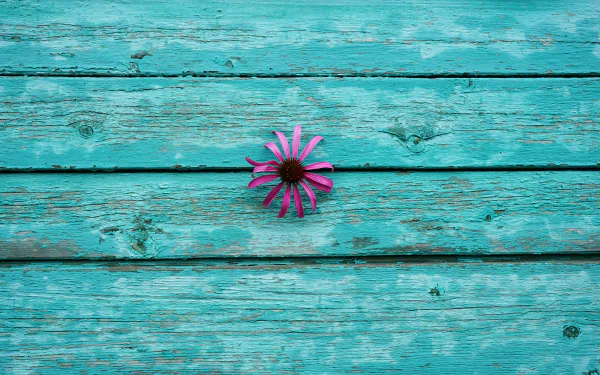 wood echinacea man made flower HD Desktop Wallpaper | Background Image