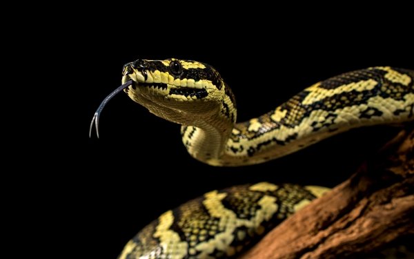 Animal Python Reptiles Snakes Snake HD Wallpaper | Background Image