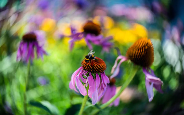 echinacea flower macro Animal bumblebee HD Desktop Wallpaper | Background Image