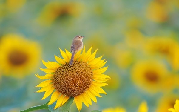Animal Warbler Birds Passerines Bird Sunflower Flower HD Wallpaper | Background Image