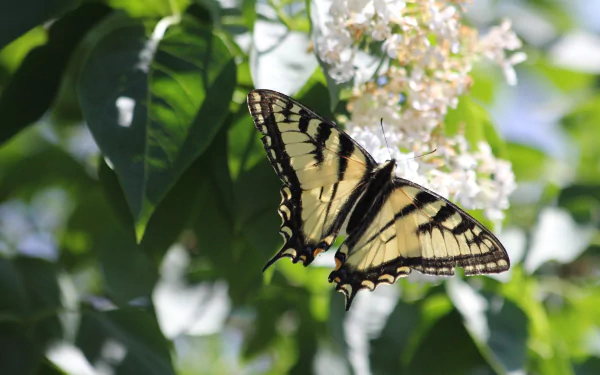 lilac spring butterfly flower Animal swallowtail butterfly HD Desktop Wallpaper | Background Image
