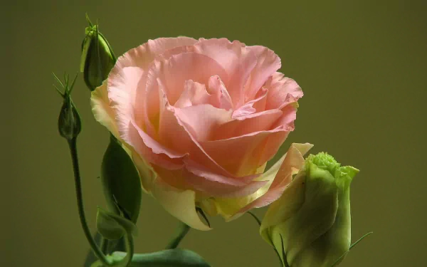  Prairie gentian, commonly known as lisianthus or prairie gentian