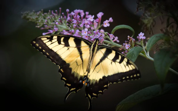 butterfly flower macro Animal swallowtail butterfly HD Desktop Wallpaper | Background Image