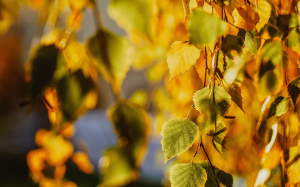 Close-up of golden birch leaves in fall, captured in vibrant detail for a 4K Ultra HD nature desktop wallpaper.
