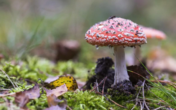 fly agaric nature mushroom HD Desktop Wallpaper | Background Image