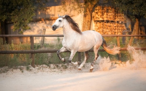 Animal Horse HD Wallpaper | Background Image