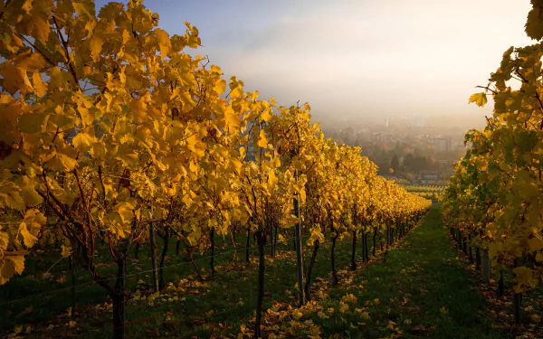 4K Ultra HD PC desktop wallpaper and background: man-made vineyard in fall, rows of golden vines stretching down a misty slope under soft morning light.
