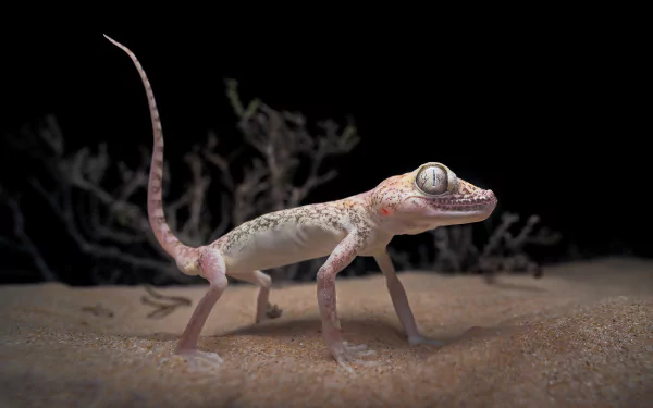 Gecko lizard on sand with sparse twigs against a dark backdrop — 2K Quad HD PC desktop wallpaper and background.