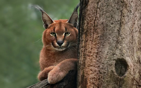 Animal caracal HD Desktop Wallpaper | Background Image