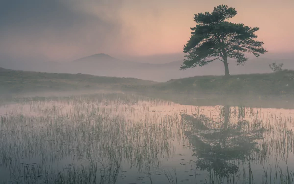 tree morning swamp reflection lake nature fog HD Desktop Wallpaper | Background Image