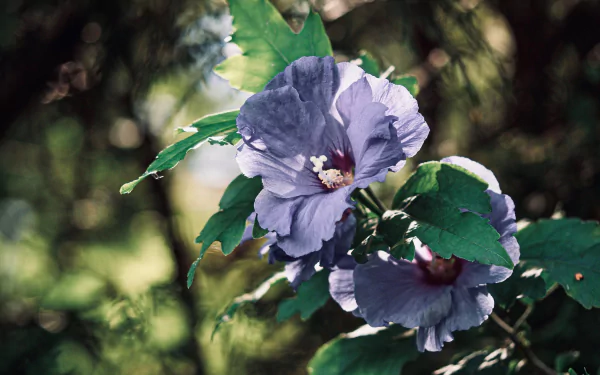 nature hibiscus HD Desktop Wallpaper | Background Image