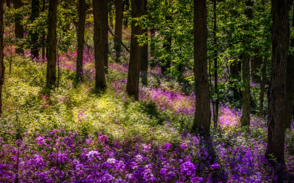 phlox thicket summer forest nature flower HD Desktop Wallpaper | Background Image