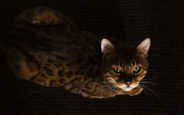 Animal bengal cat HD Desktop Wallpaper | Background Image