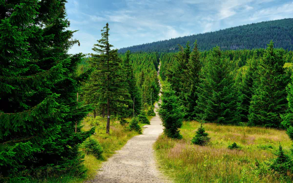 fir tree forest man made path HD Desktop Wallpaper | Background Image