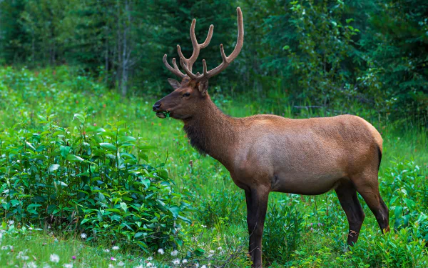 profile Animal deer HD Desktop Wallpaper | Background Image